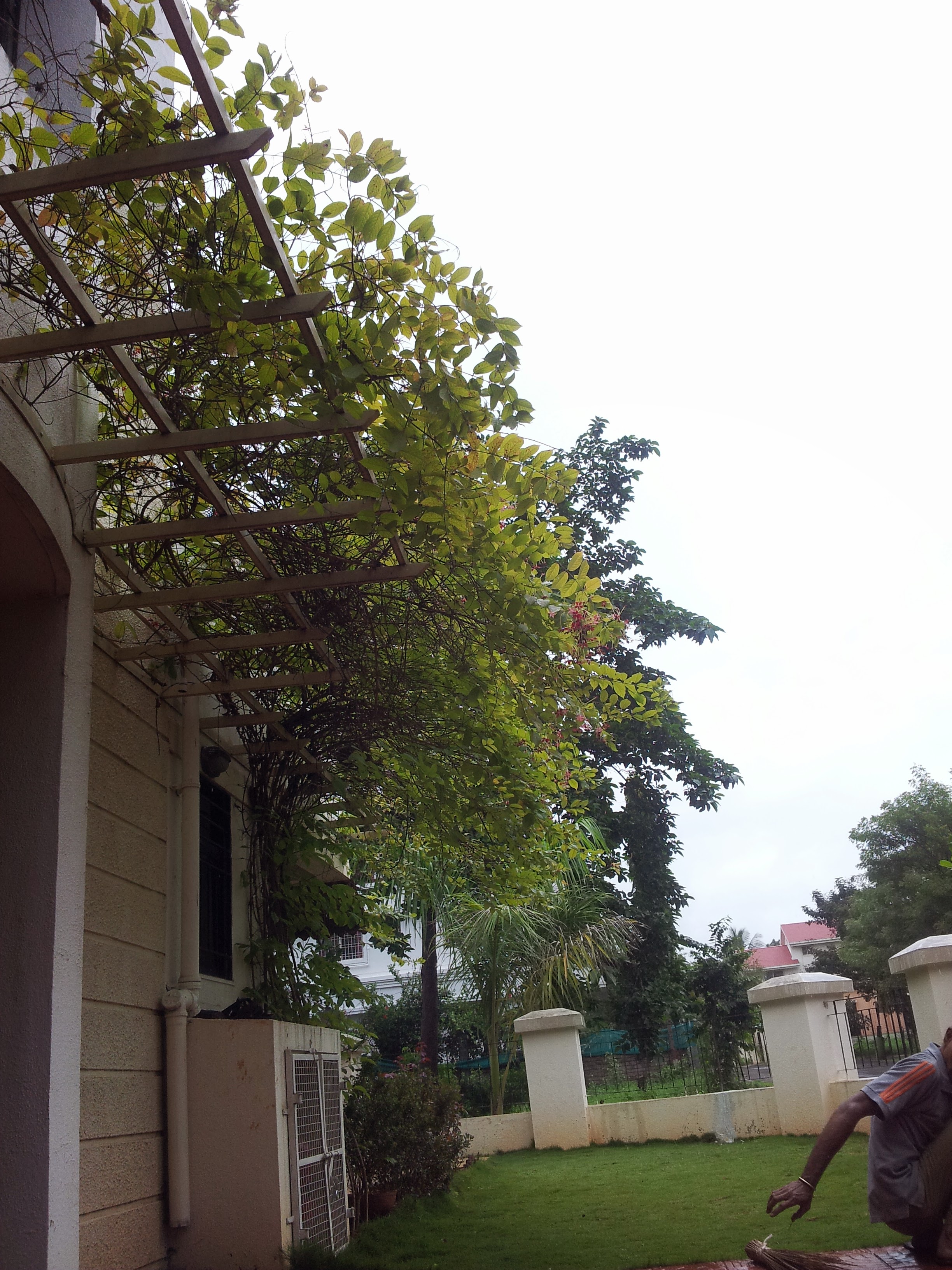 Pergola along a house exterior with mature vines and creepers grown across the wooden slats