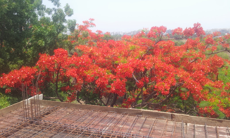 A flame tree in full bloom seen from a rooftop under construction, steel rebar in the foreground